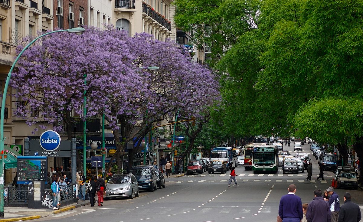 A jacaranda tree in purple bloom beside the San Martin Subte entrance in central Buenos Aires
