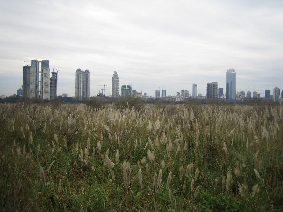 Pampas grass and the Buenos Aires skyline seen from the Reserva Ecologica Costanera Sur nature reserve