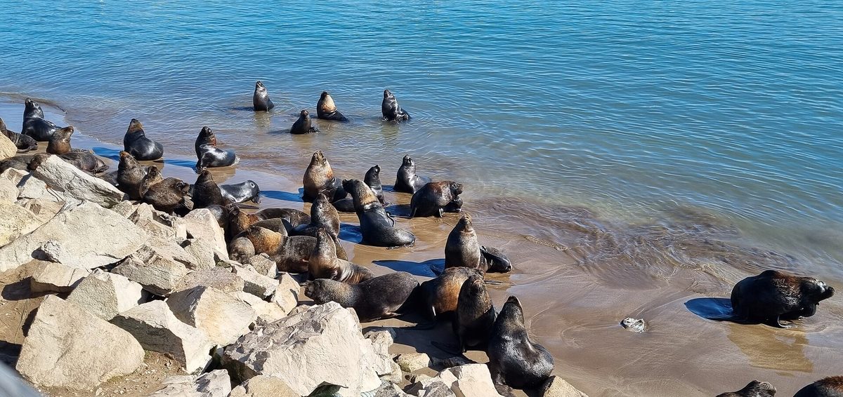 South American sea lions (lobos marinos) basking on the rocks at the old port of Mar del Plata