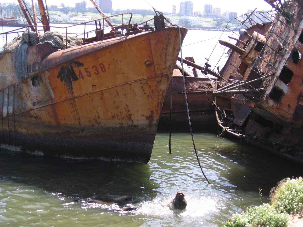 Old fishing boats and sea lions in the working port of Mar del Plata