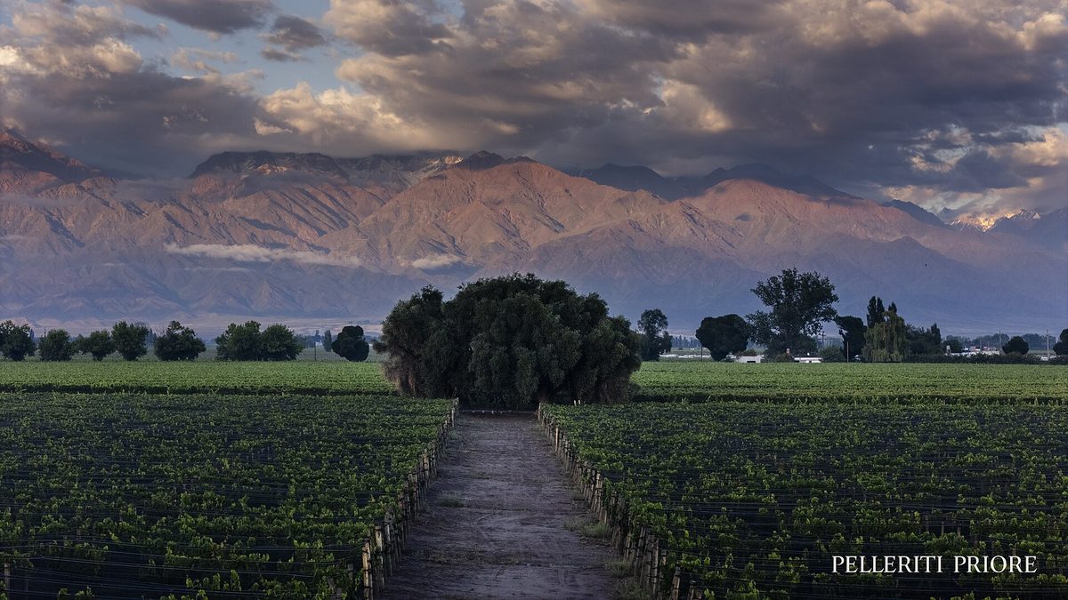 Rows of vines in a Mendoza vineyard with the snow-capped Andes behind, source of much Argentine wine